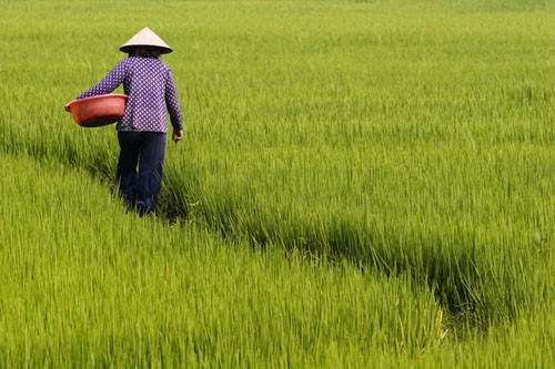 Присущее народности Кинь выращивание поливного риса - ảnh 2