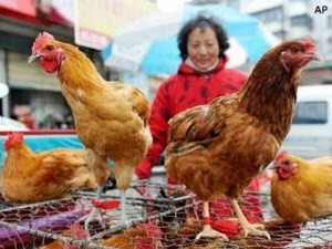Китай: распространение нового штамма гриппа H7N9 перелелетными птицами - ảnh 1