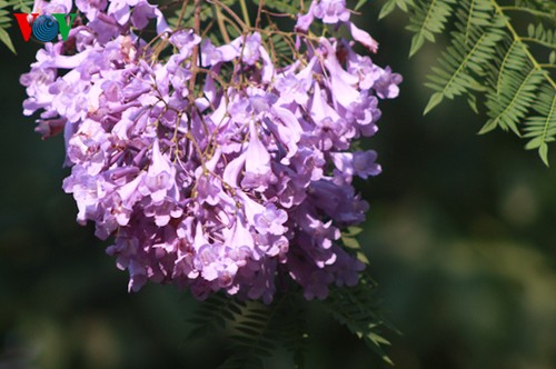 В Ханое цветут фиолетовые акации - ảnh 1