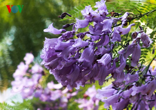 В Ханое цветут фиолетовые акации - ảnh 4