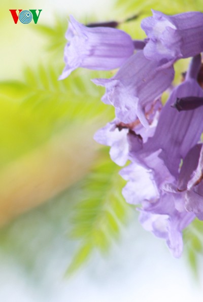 В Ханое цветут фиолетовые акации - ảnh 5