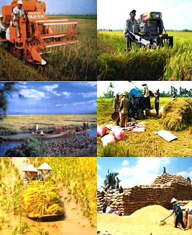 Механизация производства риса в районах дельты реки Меконг - ảnh 1