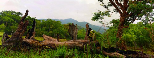 Красота вьетнамских лесов глазами фотографов - ảnh 19