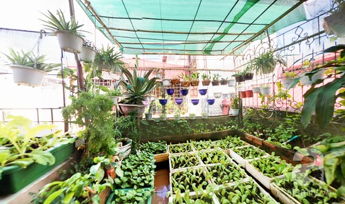 Тенденция выращивания овощей на городских крышах - ảnh 1