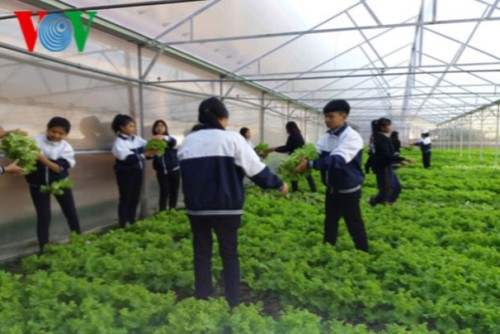 Школьники в провинции Ламдонг занимаются высокотехнологичным сельским хозяйством - ảnh 1