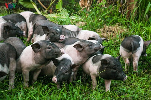 Сохранение редкой породы свиней в городе Монгкай - ảnh 3