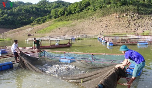 Вьетнам и Норвегия сотрудничают в развитии рыбного хозяйства - ảnh 1