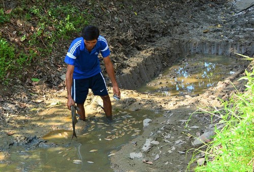 Засуха причиняет большой ущерб провинции Камау - ảnh 5