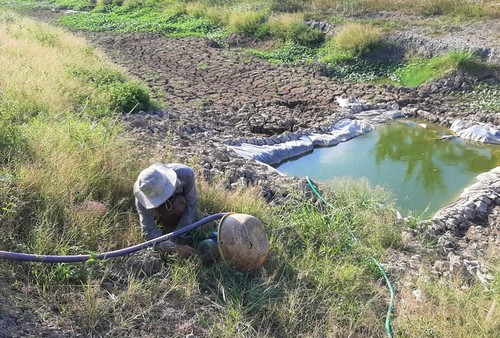 Засуха причиняет большой ущерб провинции Камау - ảnh 8