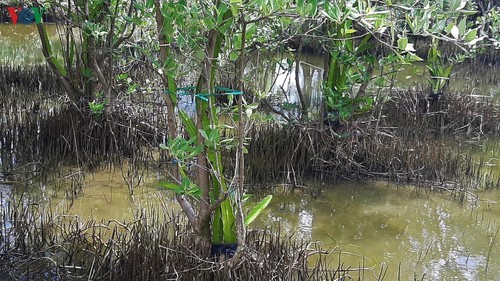 В провинции Камау появилась модель выращивания питахайи на корнях авиценнии - ảnh 2
