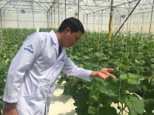 Сельхозпродукция провинции Биньтхуан ищет своё место на крупных рынках  - ảnh 1