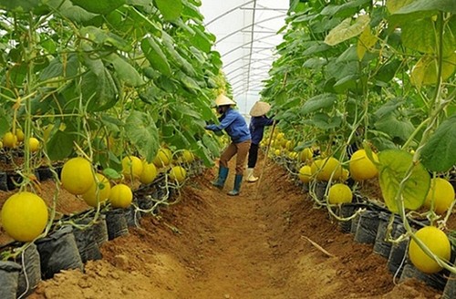 Провинция Биньзыонг развивает системы реализации сельхозпродукции - ảnh 1