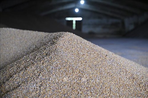Турецкий чиновник: Анкара ведет переговоры с Украиной и РФ об открытии коридора для экспорта зерна из Украины - ảnh 1