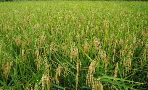 Việt Nam và IRRI hợp tác nghiên cứu phát triển ngành lúa gạo - ảnh 1