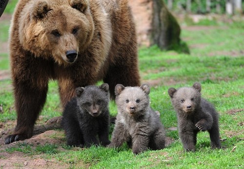 Nâng cao nhận thức cộng đồng về công tác bảo vệ gấu  - ảnh 1