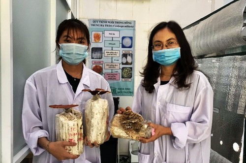 Sinh viên Đà Nẵng khởi nghiệp làm trà hoa nấm thiên nhiên - ảnh 2