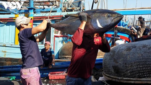 Xuất khẩu cá ngừ tăng mạnh - ảnh 1