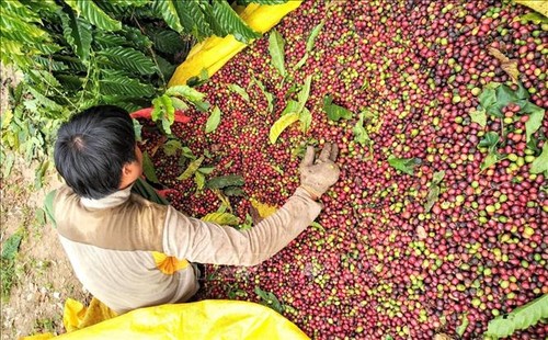 Nhật Bản tăng nhập khẩu cà phê từ thị trường Việt Nam  - ảnh 1