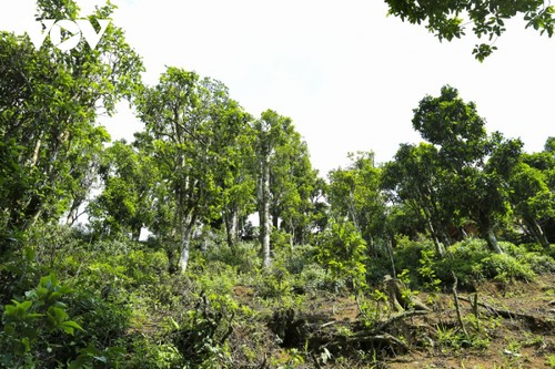 Quần thể chè Shan Tuyết  Tủa Chùa (Điện Biên) được công nhận là cây di sản Việt Nam - ảnh 1