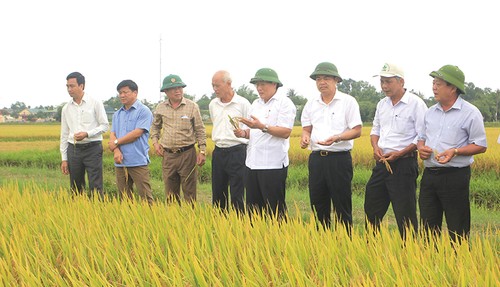 Xuất khẩu gạo hữu cơ sang Châu Âu: khởi đầu mới cho ngành nông nghiệp tỉnh Quảng Trị - ảnh 2