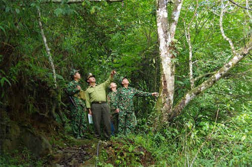 Việt Nam phát triển rừng bền vững - ảnh 1