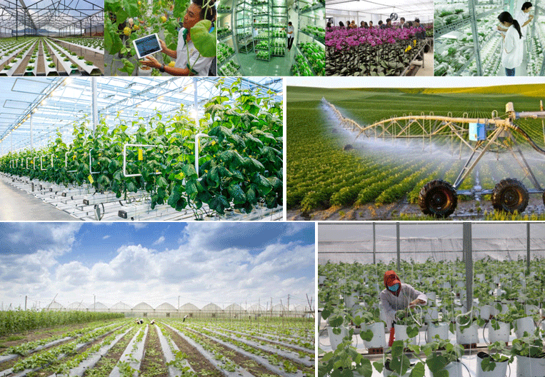 Khoa học công nghệ và đổi mới, sáng tạo của ngành nông nghiệp - ảnh 1