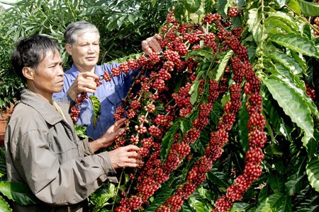Mengembangkan secara berkesinambungan dan membina brand kopi Vietnam - ảnh 1