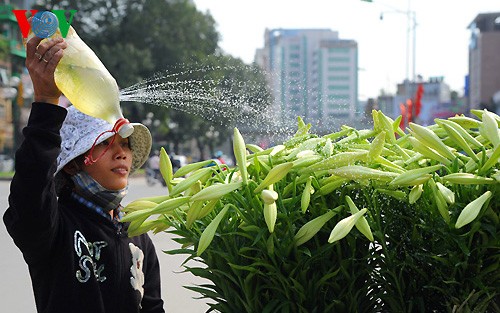 Keindahan dari taman bunga Lili di kota Hanoi. - ảnh 4