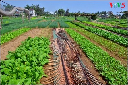 Mengunjungi desa sayur-sayuran organik tradisional Tra Que  - ảnh 4