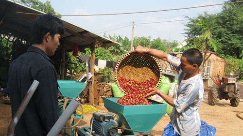  Propinsi Dak Lak mengembangkan pohon kopi secara berkesinambungan untuk membangun pedesaan baru - ảnh 1
