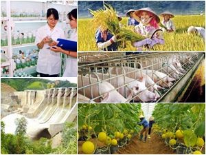 PM memberikan instruksi memperkuat restrukturisasi pertanian - ảnh 1