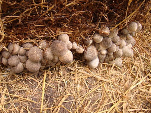 Pola produksi jamur merang yang dilakukan para petani di propinsi Soc Trang memberikan laba tinggi - ảnh 2