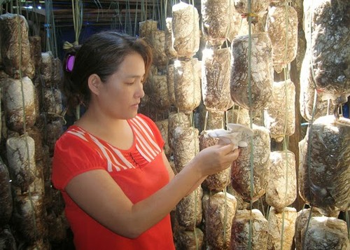 Pola produksi jamur merang yang dilakukan para petani di propinsi Soc Trang memberikan laba tinggi - ảnh 1