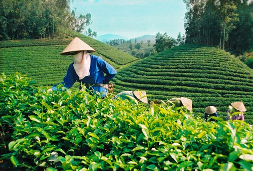 Produksi teh menurut standar VietGap di propinsi Tuyen Quang - ảnh 1
