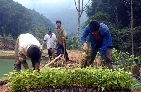 Kaum tani propinsi Yen Bai menanam hutan untuk meningkatkan pendapatan - ảnh 1