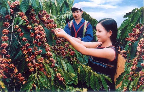 Mengembangkan daerah kopi yang berkesinambungan di propinsi Dak Lak - ảnh 1