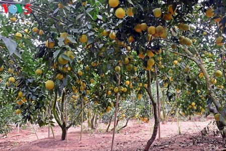 Keindahan taman buah jeruk di kabupten Luc Ngan, propinsi Bac Giang - ảnh 2