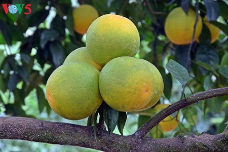 Keindahan taman buah jeruk di kabupten Luc Ngan, propinsi Bac Giang - ảnh 4
