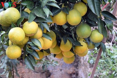 Keindahan taman buah jeruk di kabupten Luc Ngan, propinsi Bac Giang - ảnh 3