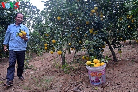 Keindahan taman buah jeruk di kabupten Luc Ngan, propinsi Bac Giang - ảnh 6