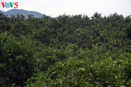 Keindahan taman buah jeruk di kabupten Luc Ngan, propinsi Bac Giang - ảnh 1