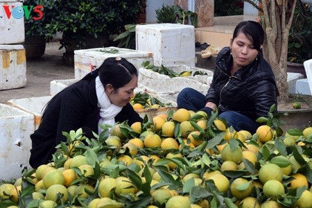 Keindahan taman buah jeruk di kabupten Luc Ngan, propinsi Bac Giang - ảnh 8