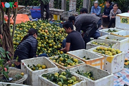 Keindahan taman buah jeruk di kabupten Luc Ngan, propinsi Bac Giang - ảnh 9