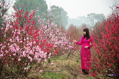 Hobi menikmati pohon bunga Mei pada Hari Raya Tet dari orang Vietnam - ảnh 1