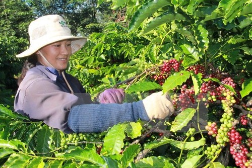 Brazil mengimpor kopi Robusta dari Vietnam - ảnh 1