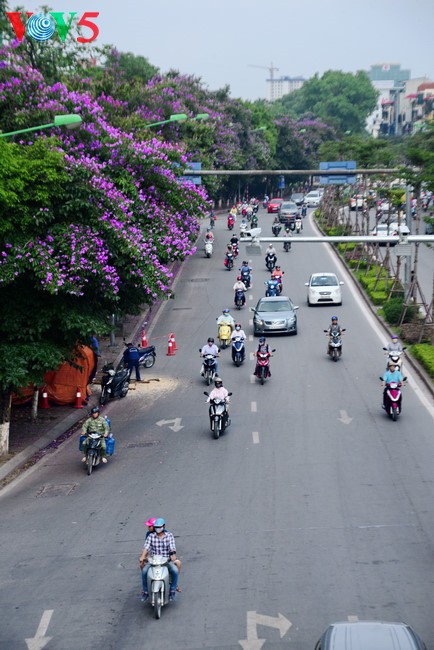 Bunga-bunga musim panas mekar di jalan-jalan kota Hanoi - ảnh 1