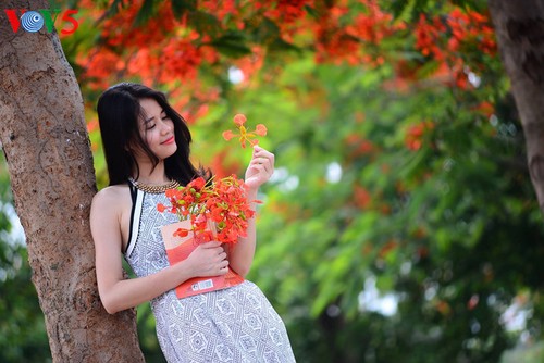 Bunga-bunga musim panas mekar di jalan-jalan kota Hanoi - ảnh 8