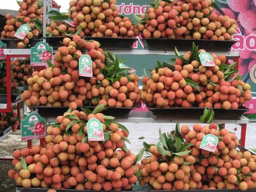 Memperkenalkan buah leci yang segar di Vietnam - ảnh 1