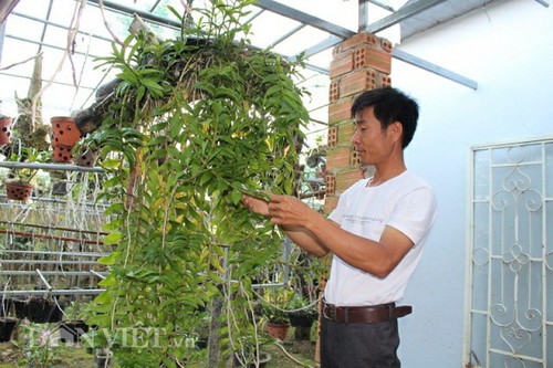 Hobi main bunga anggrek di Vietnam - ảnh 1
