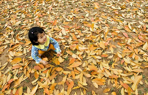 Autumn in Hanoi  - ảnh 10